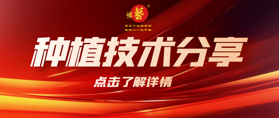 要想種出精品率高的胡蘿卜，這7點要注意！