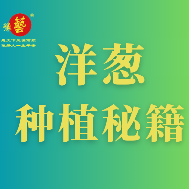 洋蔥種植秘籍：掌握這八點，種出優(yōu)質(zhì)洋蔥！